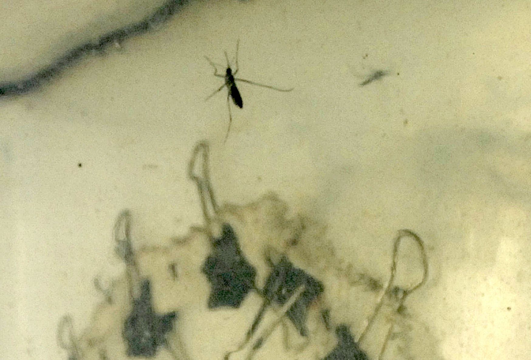 051619-blm-loc-3mosquitoes
